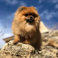 پامر خرسی نر (جهت کشش)|سگ|شاهینشهر, حافظ شمالی|دیوار