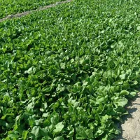 سبزی پالک|خوردنی و آشامیدنی|ایرانشهر, |دیوار