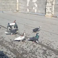 کفتر شهری|پرنده|شیراز, ویلاشهر|دیوار