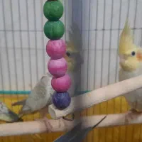 جوجه عروس هلندی|پرنده|قم, چهل درخت‎|دیوار