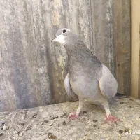 ماده خرقه گچی دمب سبز چشم مشکی|پرنده|اصفهان, باتون|دیوار