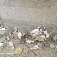 هیجده عدد طوقی