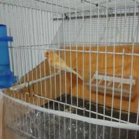 جفت قناری معاوضه با عروس|پرنده|بیرجند, |دیوار