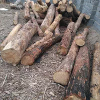 خرید چوب گلخونه ای|خدمات باغبانی و درختکاری|پیشوا, |دیوار