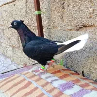 کفتر پرنده دم سفید|پرنده|اهواز, گلستان|دیوار
