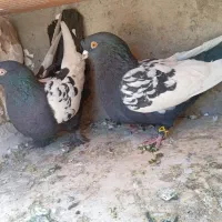 چند جفت کبوتر به فروش می‌رسید