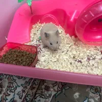 همستر|موش و خرگوش|تهران, صادقیه|دیوار