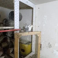 کفتر کله الماسی|پرنده|قیروکارزین, |دیوار