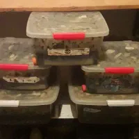 واگذاری حلزون +وسایل پرورش