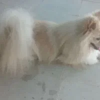 سگ پامر|سگ|جهرم, |دیوار