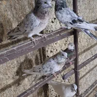 کفترپرشی|پرنده|اسلام‌شهر, شهرک سالور|دیوار