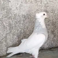 طوقی آبی|پرنده|مبارکه, |دیوار