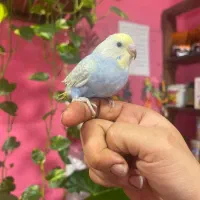 مرغ عشق فول رام|پرنده|محمودآباد, |دیوار