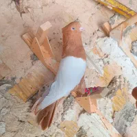 نرو ماده سینه بدون عیب