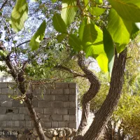 زمین فروشی دهبکری