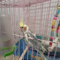 عروس هلندی سالم