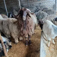 بره نر چاق تخت گوشت شیشک میش بره دار قصابی رایگان