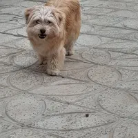 سگ .|سگ|معصومیه, |دیوار