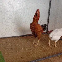 دوعدد مرغ و خروس لاری اصل|حیوانات مزرعه|اهر, |دیوار