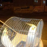 جفت عروس هلندی