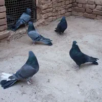 کبوتر پر|پرنده|فرخشهر, |دیوار