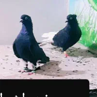 دسته 20 تایی دم سفید عتیقه|پرنده|اهواز, کمپلو جنوبی|دیوار