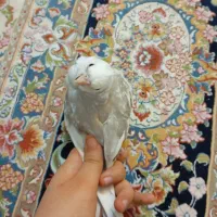 یک عدد عروس هلندی ماده آلبینو خالص تخم گذار|پرنده|تهران, اسفندیاری|دیوار