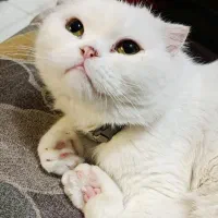 گربه پرشین ماده