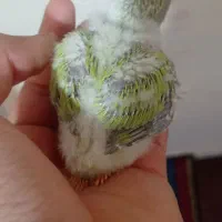 جوجه کوتوله برزیلی سرلاکی|پرنده|نی‌ریز, |دیوار