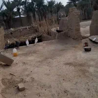 کفتر پرشی فروشی معاوضه دارم