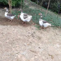 چهار عدد غاز بالغ هستن سه ماده یکی نر