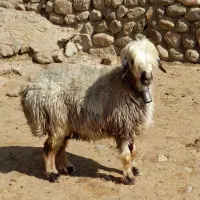 شیشک میش ترکی داشتی