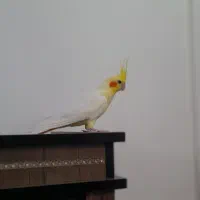 یه جفت عروس خوشگل   قیمت ۲۵۰۰|پرنده|رضوانشهر, |دیوار