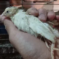 جوجه بلدرچین وایت فوق سنگین یک روزه و ۲۰ روزه|پرنده|کاشان, مزرعه نو|دیوار