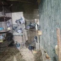 10عدد جوجه پلاکی|پرنده|ریگ, |دیوار