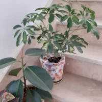گل طبیعی|گل و گیاه طبیعی|مشهد, خواجه ربیع|دیوار