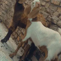 یک جفت کهره نر و ماده