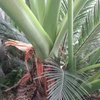 گل طبیعی بابا آدم