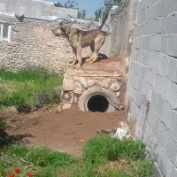 سگ 18ماهه