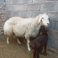 میش با بره|حیوانات مزرعه|اسفراین, |دیوار