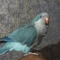 راهب آبی دستی و سخنگو