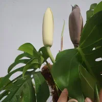 گل برگ انجیری