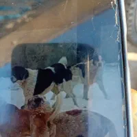 باسلام این حیون سیاه سفید گم شده حدود ۴۰ روز پیش|حیوانات|قوچان, |دیوار