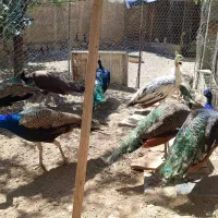 طوطی طاووس جوجوتخم برهماکوشین خروس کفتردستگاقفس|پرنده|رودهن, |دیوار