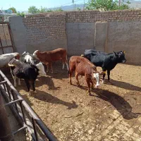 5 راس گوساله سیمینتال