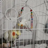 عروس هلندی جفت مولد