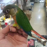 گرینچیک ۵۰ روزه دستی نرمه خور