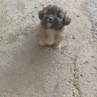 سگ شیتزو|سگ|شوشتر, |دیوار