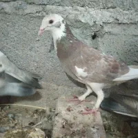 ابلغ نر مست