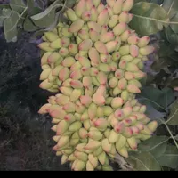 هرس کردن درختان پسته